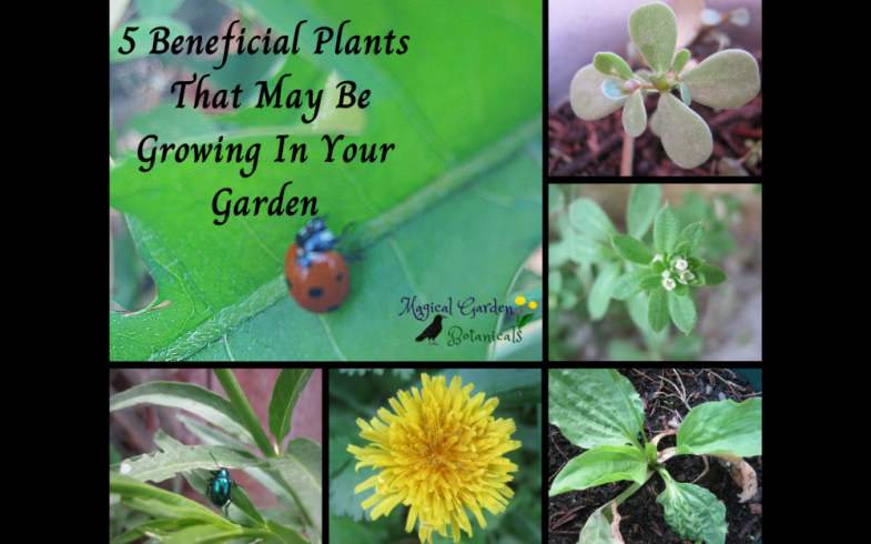 5 Beneficial Plants That May Be Growing In Your Garden