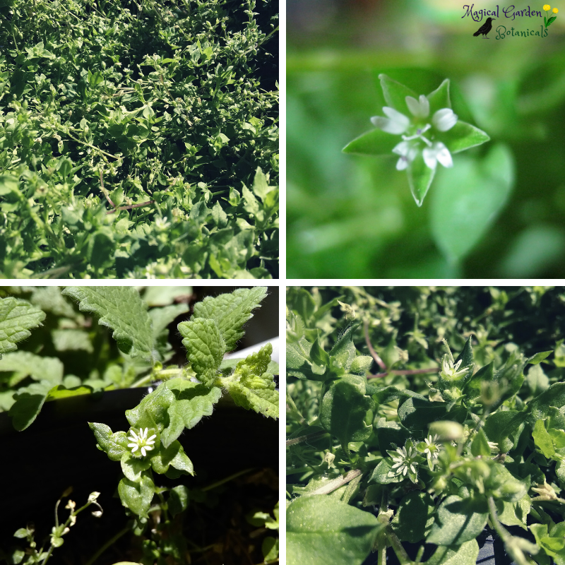 Chickweed 