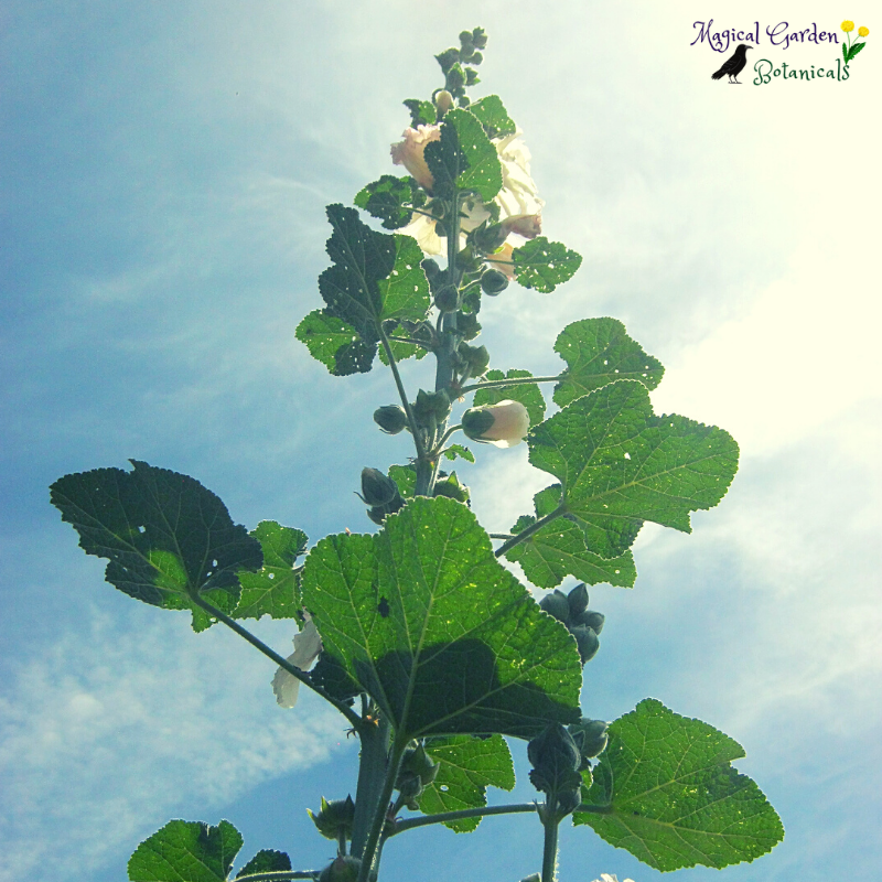 Hollyhock Mary 