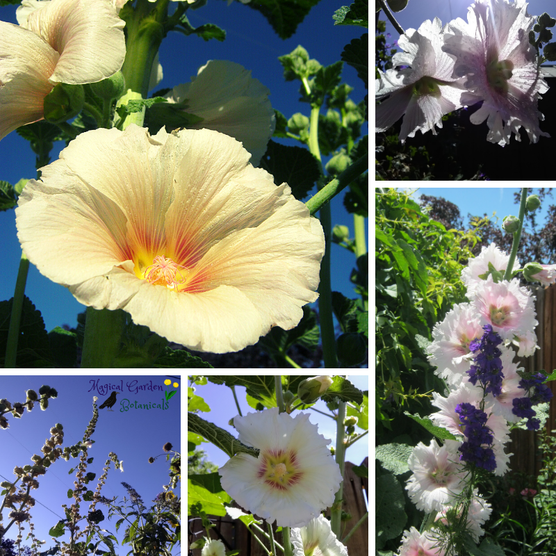 Hollyhocks 