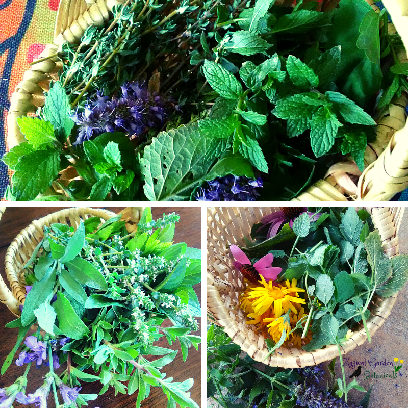 Herbal Harvest 