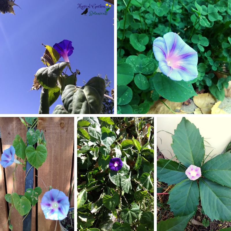 Morning Glories 