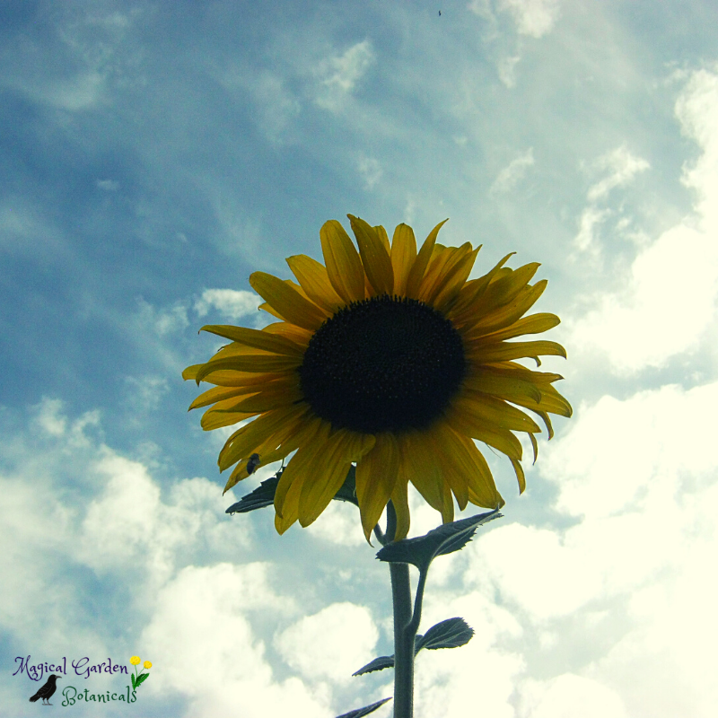 Sunflower and Sky